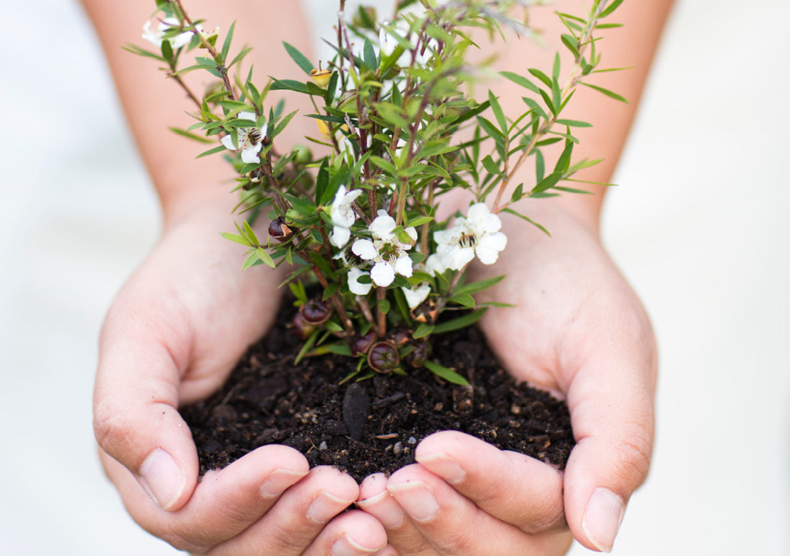 manuka bush seedlinh in hands