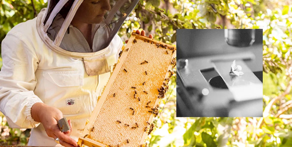 Beekeeper inspecting the health of the hive
