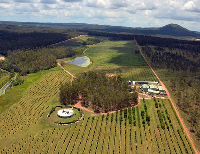 arial shot of olive farm