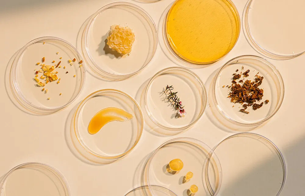 honey in a petrie dish