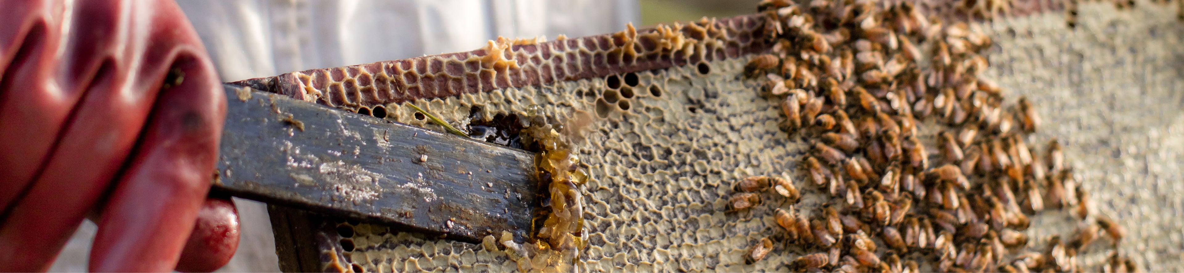 drizzling honey in a hive frame