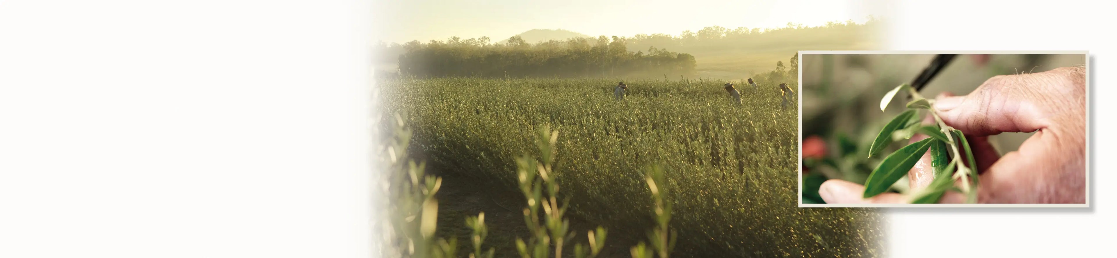 olive farm in australia