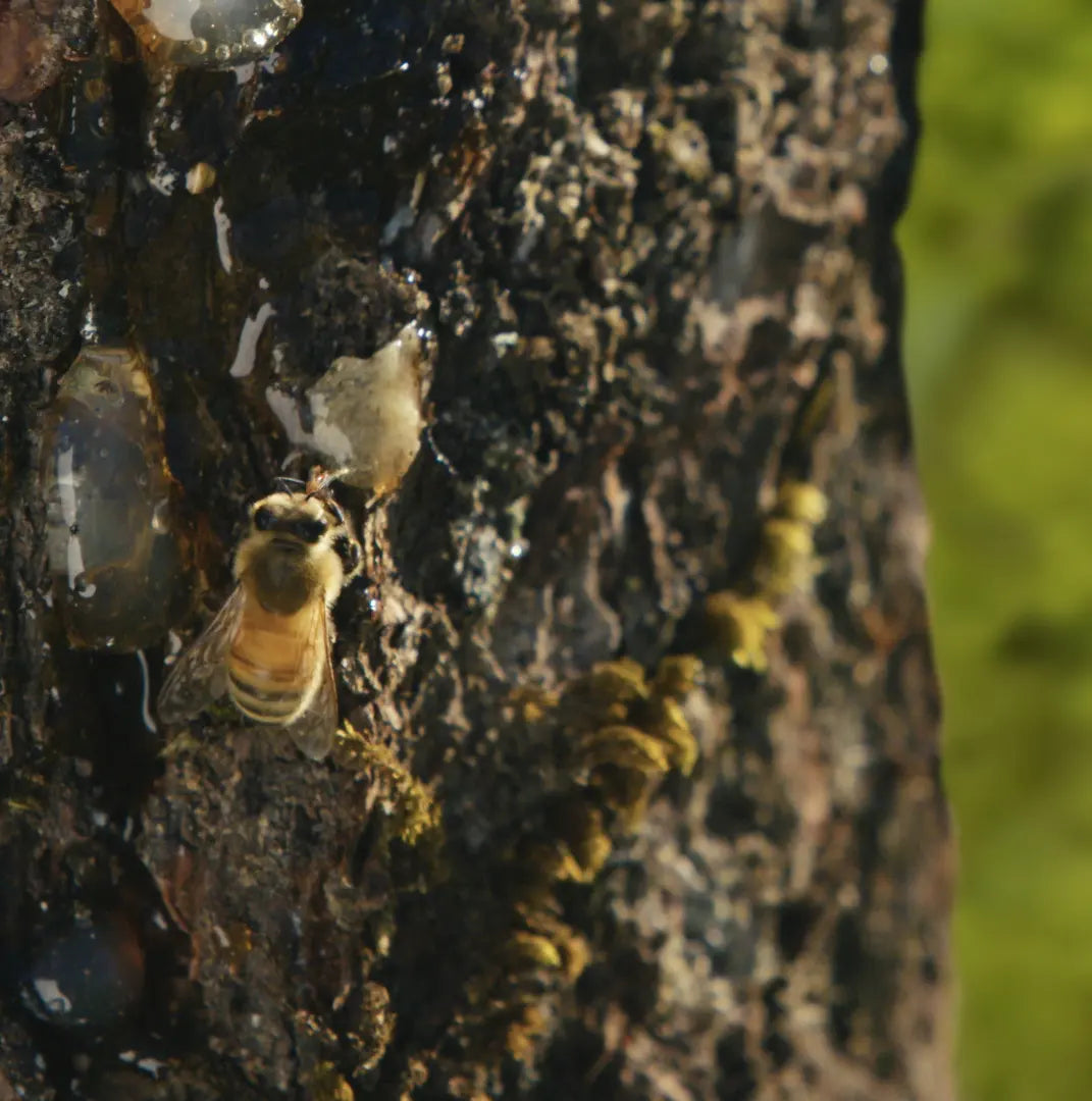 bee on tree