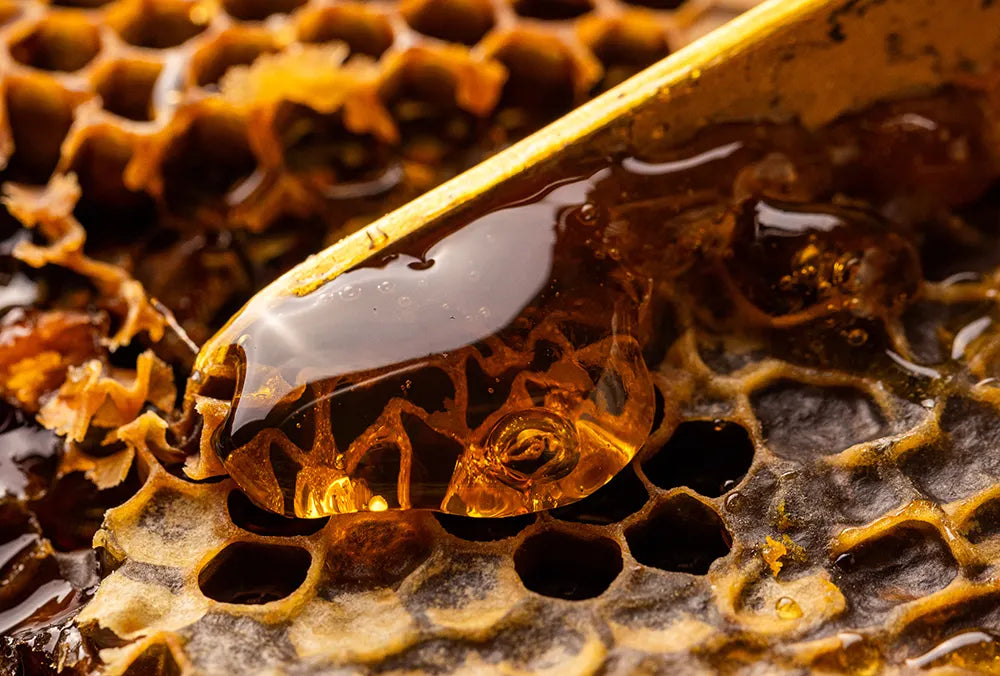 manuka honey being extracted from a beehive frame for testing