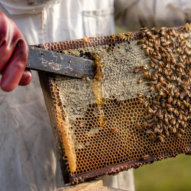 drizzling honey in a hive frame