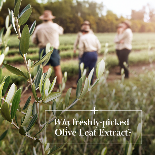 Hydroxytyrosol and Olive Leaf Extract: Natural Support for Your Health and Wellness