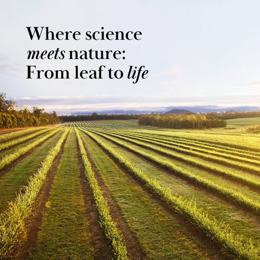 Australian Made Olive Leaf Extract