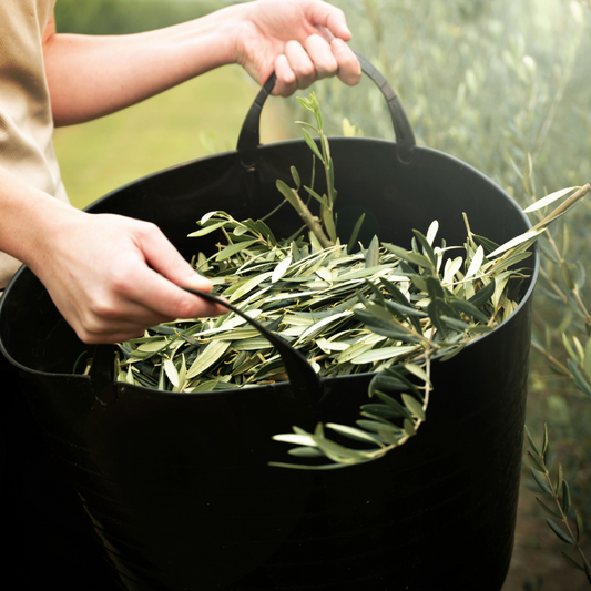 Comvita Olive Leaf Extract; a labour of pure passion and expertise