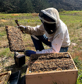 Beekeeper with honey super