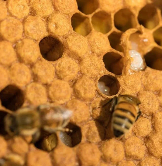 bees working in the hive
