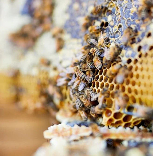 Manuka Honey vs Regular Honey: What’s the Difference?