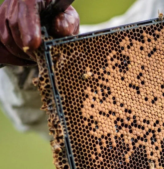 Honey from the hive