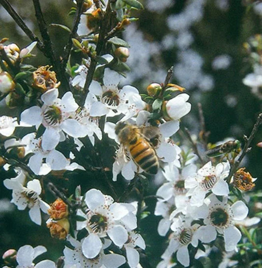 Manuka flowers with bees
