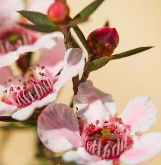 Manuka flower