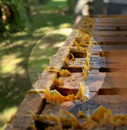 Comvita Propolis